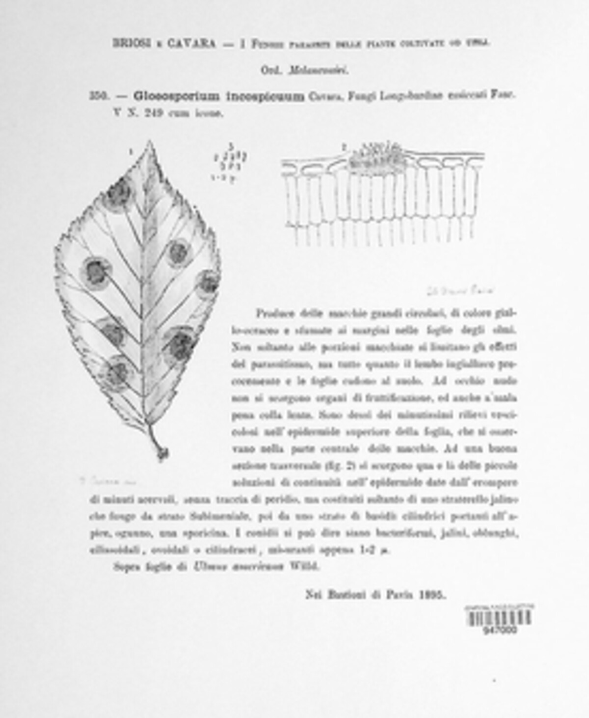 Asteroma inconspicuum image